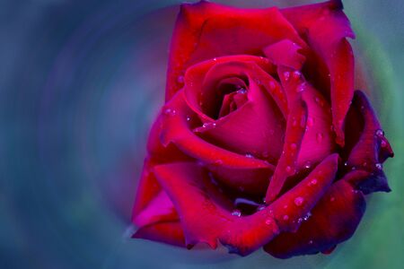 beautiful red rose closeup on a blurred background, with drops of dewの写真素材