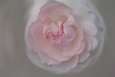 beautiful, beige rose close up on blurred backgroundの写真素材