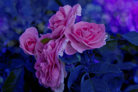 beautiful pink rose close up on blurred backgroundの写真素材