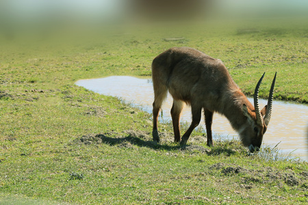 antelope grazing near pondの写真素材
