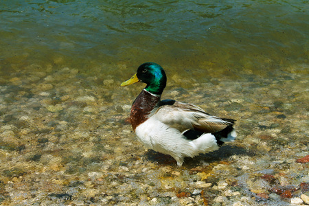 duck on the background transparent
water of lakeの写真素材