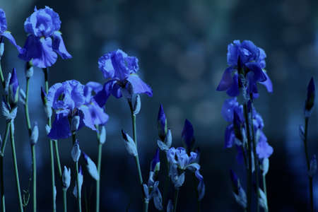 purple iris flowers on a green backgroundの写真素材