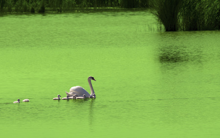 Swan with cute little swans on lakeの写真素材
