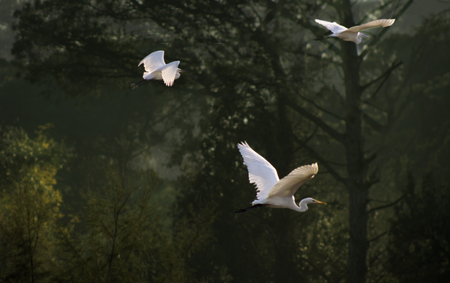 elegant white egret in flight, atmospheric, photoの写真素材