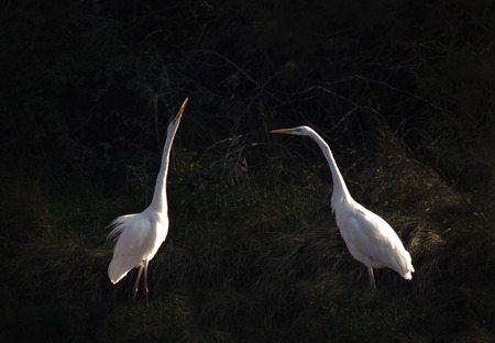 elegant white egret , atmospheric, photoの写真素材