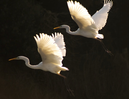 elegant white egret in flight, atmospheric, photoの写真素材