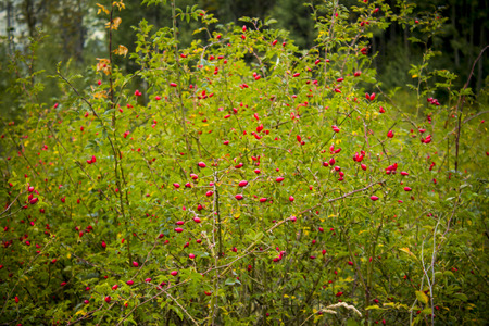 red fruits of wild rose hipsの写真素材