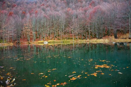 forest, autumn lake is covered with fallen leavesの写真素材