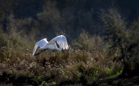 white egret in flight against dark  forestの写真素材