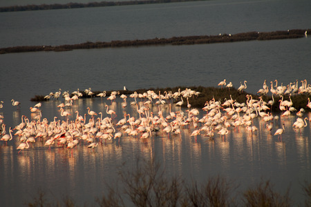 Flock of pink flamingos inside in  waterの写真素材