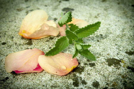 mint leaves with rose petals , with drop of dew . close upの写真素材