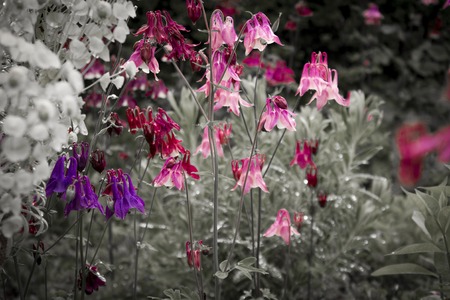 Multicolored  Flowers , Spring Background fnd Nature Background.の写真素材