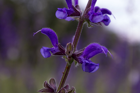 Blue wildflower, close up on blurred backgroundの写真素材