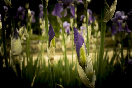 iris flower close-up, with drops of dew