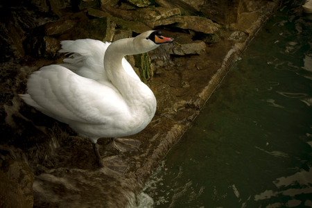 beautiful Swan on a lake next to the waterの写真素材