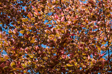 background with yellow leaves against the blue skyの写真素材
