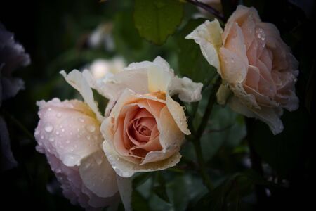 fresh raindrops dew on pink rose flower blossomの写真素材