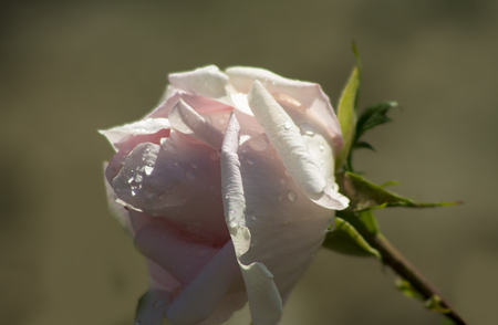 pink rose petails covered dew , close upの写真素材