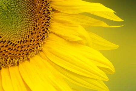 Sunflower close up. Bright yellow sunflowers. Sunflower background.の写真素材