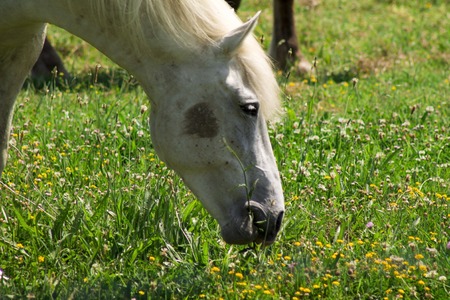 Portrait of a white horse on a flowering a field, farm, close-upの写真素材
