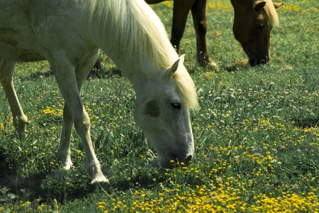 Portrait of a white horse on a flowering a field, farm, close-upの写真素材