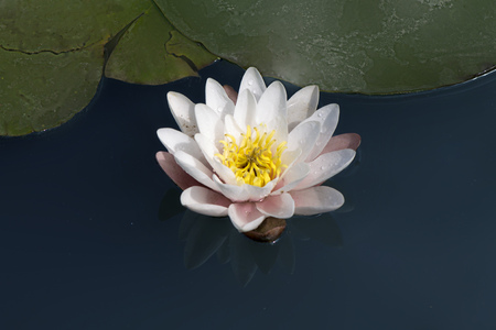 Beautiful white flower water lily , in dark waterの写真素材