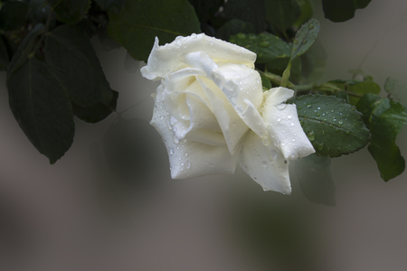 white rose a soft background , close upの写真素材