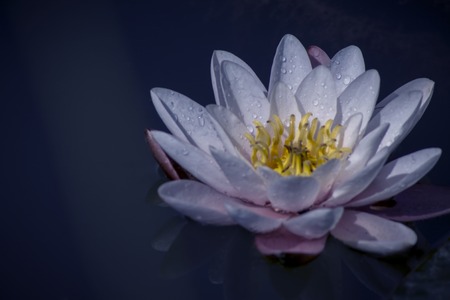 Water lily reflect , against a dark backgroundの写真素材