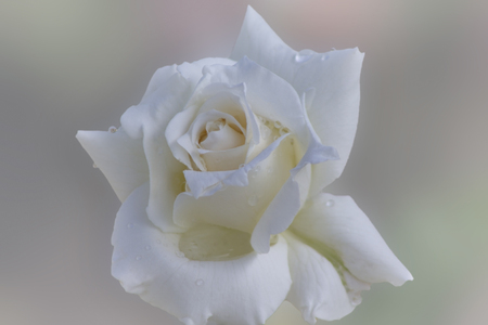 Abstract macro shot of beautiful white rose flower with water drops.の写真素材
