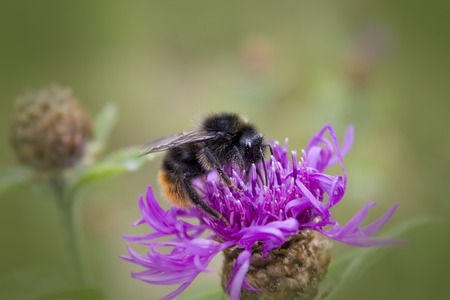 Close view of a bumblebee sucking nectar on a red clover