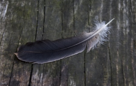 feather of bird on a wooden surface close upの写真素材