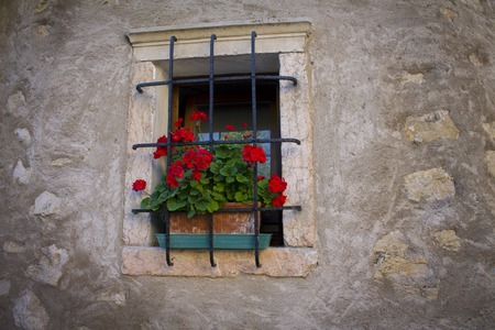 Red geranium flower on a small window with barsの写真素材