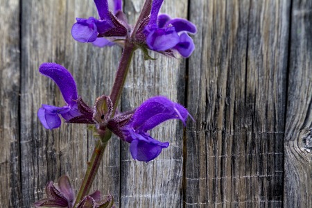 delicate purple flower on a background of wooden boardsの写真素材