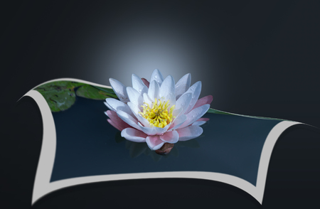 beautiful lotus flower is by the rich colors of the deep blue water surface.の写真素材