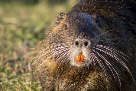 Close up photo of a nutria, also called coypu or river rat, against green backgroundの写真素材