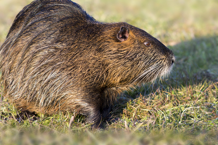 Close up photo of a nutria, also called coypu against green backgroundの写真素材
