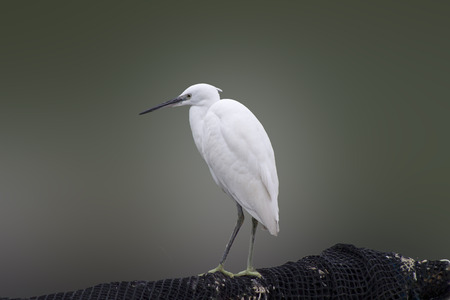 Egret on a blurred background in the wildの写真素材