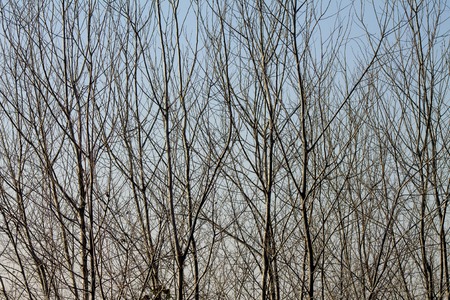 A Tree in Winter without any Leaves against the Afternoon Sky.の写真素材