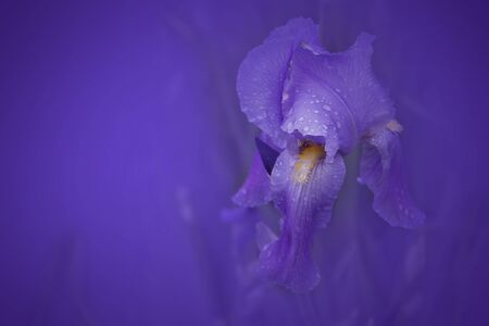 purple iris on a purple soft background. photo processing, photo montage