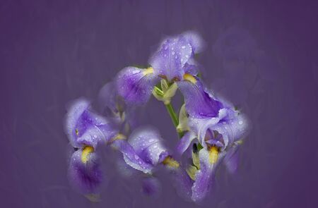 purple iris on a purple soft background. photo processing, photo montageの写真素材