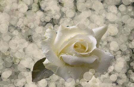 macro of the white rose with drops , softの写真素材