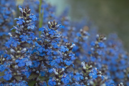 blue background with small blue flowersの写真素材