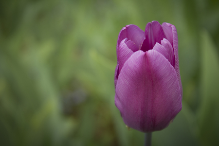 Purple tulip on a green backgroundの写真素材