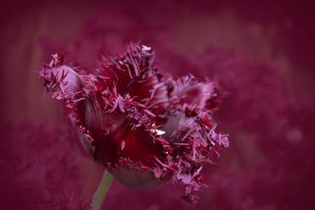 Single purple tulipの写真素材