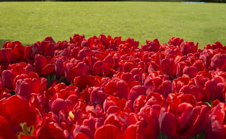 Red tulips background. Group of red tulips in the park. Spring landscape.の写真素材
