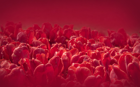 Red tulips background. Group of red tulips in the park. Spring landscape.の写真素材