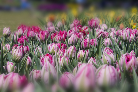 Background of buds of tulip 'Eternal Flame'の写真素材