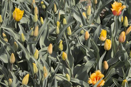 colorful tulips flower blooming in a park.Background of yellow tulipsの写真素材