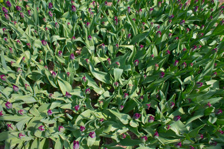 Purple buds Tulip stems outdoor .Background of purple tulipsの写真素材