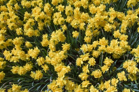 beautiful blooming yellow daffodils in a park.Background of yellow daffodilの写真素材